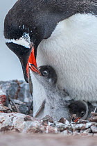 Gentoo penguin (Pygoscelis papua) feeding chick, Antarctic Peninsula, Antarctica.