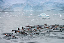 Gentoo penguins (Pygoscelis papua) swimming together in search of krill, Antarctic Peninsula, Antarctica.