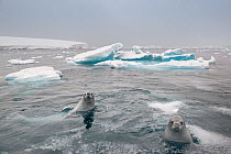 Crabeater seals (Lobodon carcinophaga) swimming betrween icebergs, Antarctic Peninsula, Antarctica.