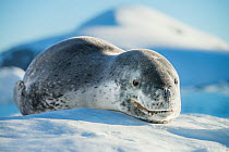 Leopard seal (Hydrurga leptonyx) resting in an iceberg, Port Charcot, Antarctic Peninsula, Antarctica.