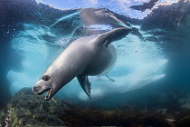 Crabeater seal (Lobodon carcinophaga) hunting under water, Antarctic Peninsula, Antarctica.