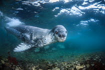 Leopard seal (Hydrurga leptonyx) swimming underwater, Antarctic Peninsula, Antarctica.