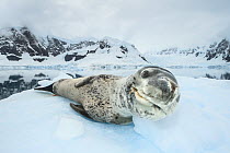 Leopard seal (Hydrurga leptonyx) resting over an iceberg, Antarctic Peninsula, Antarctica.