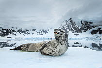 Leopard seal (Hydrurga leptonyx) resting over an iceberg, Antarctic Peninsula, Antarctica.