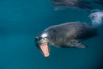 Leopard seal (Hydrurga leptonyx) with mouth open, Antarctic Peninsula, Antarctica.