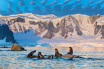 Antarctic fur seal (Arctocephalus gazella) group, Antarctic Peninsula, Antarctica.