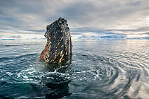 Humpback whale (Megaptera novaeangliae) spyhopping, Antarctic Peninsula, Antarctica.