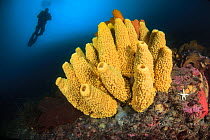 Sponge (Mycale acerata) with diver. Lermaire strait, Antarctic Peninsula, Antarctica.