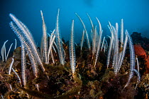Primnoella soft coral, Antarctic Peninsula, Antarctica.