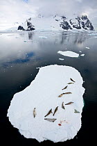 Crabeater seals (Lobodon carcinophaga) resting on ice floating ice sheet, Antarctic Peninsula, Antarctica.