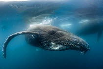Humpback whale (Megaptera novaeangliae), Antarctic Peninsula, Antarctica.