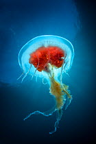 Jellyfish (Diplulmaris antarctica). Cuverville, Antarctic Peninsula, Antarctica.
