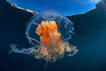 Jellyfish (Diplulmaris antarctica) Cuverville, Antarctic Peninsula, Antarctica.
