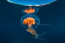 Jellyfish (Diplulmaris antarctica) Cuverville, Antarctic Peninsula, Antarctica.