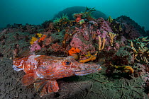 Antarctic dragonfish (Parachaenichthys charcoti) Antarctic Peninsula, Antarctica.