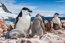 Chinstrap penguin (Pygoscelis antarcticus) with chicks, Antarctic Peninsula, Antarctica.