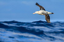 Wandering albatross (Diomedea exulans) flying on the open ocean, Drake passage, Antarctic Peninsula, Antarctica.