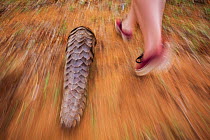 Vet taking a rescued Temminck&#39;s ground pangolin (Smutsia temminckii) for a walk to forage for ants during its rehabilitation at the Rhino Revolution facility in Limpopo Province, South Africa. Thi...