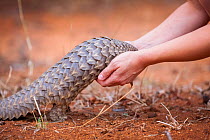 Vet picking up a young orphaned Temminck's Ground Pangolin (Smutsia temminckii) during its rehabilitation at the Rhino Revolution facility in Limpopo Province, South Africa. This orphan was found aban...