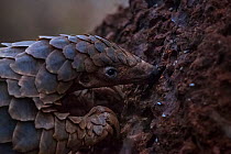 Temminck&#39;s ground pangolin (Smutsia temminckii) feeding on ants at a nest on an evening forage during rehabilitation at the Rhino Revolution facility in South Africa. This pangolin was saved from...