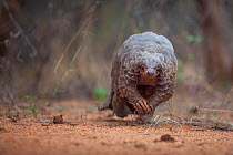 Temminck's ground pangolin (Smutsia temminckii) forages during a soft release from the Rhino Revolution rehabilitation facility in South Africa. This pangolin was saved from poachers in an anti-poachi...