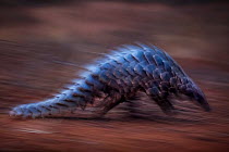 Temminck&#39;s ground pangolin (Smutsia temminckii) foraging during a soft release from the Rhino Revolution rehabilitation facility in South Africa. This pangolin was saved from poachers in an anti-p...