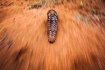 Temminck&#39;s ground pangolin (Smutsia temminckii) foraging for ants during a managed release back into the wild following its rehabilitation at the Rhino Revolution facility, Limpopo Province, South...