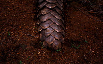 Tail of an adult Temminck&#39;s Ground Pangolin (Smutsia temminckii) showing the scales that make pangolins the world's most illegally trafficked mammal. This pangolin was rescued during a sting oper...