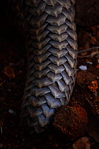 Tail of an adult Temminck&#39;s Ground Pangolin (Smutsia temminckii) showing the scales that make pangolins the world's most illegally trafficked mammal. More pangolins are illegally trafficked than...