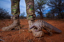 Orphaned Temminck&#39;s ground pangolin (Smutsia temminckii) climbs on to the boot of an anti-poaching guard while foraging during rehabilitation at the Rhino Revolution facility in South Africa. This...
