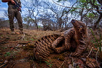 Anti-poaching guard keeps watch over an adult Temminck&#39;s Ground Pangolin (Smutsia temminckii) as it reclines in the shade to cool down while foraging for ants during a managed release back into th...