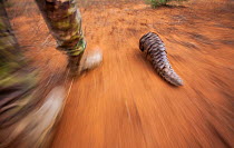 Anti-poaching guard walks alongside an adult Temminck&#39;s ground pangolin (Smutsia temminckii) while it forages for ants during its rehabilitation at the Rhino Revolution facility, South Africa.
