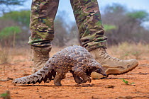 Anti-poaching guard walking alongside an adult Temminck&#39;s ground pangolin (Smutsia temminckii) while it forages for ants during its rehabilitation at the Rhino Revolution facility in South Africa....