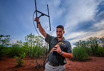 Researcher Francois Meyer uses radio telemetry to search for an adult Temminck&#39;s ground pangolin (Smutsia temminckii) that had been released back into the wild following its rehabilitation and res...