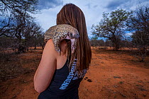 Vet carrying an orphaned Temminck&#39;s ground pangolin (Smutsia temminckii) on an evening forage to teach the young animal to find ants during its rehabilitation at the Rhino Revolution facility in S...