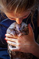 Vet cradling a young orphaned Temminck's ground pangolin (Smutsia temminckii) during its rehabilitation at the Rhino Revolution facility in Limpopo Province, South Africa. This orphan was found abando...