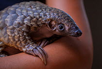 A vet cradles a young orphaned Temminck's Ground Pangolin (Smutsia temminckii) during its rehabilitation at the Rhino Revolution facility in Limpopo Province, South Africa. This orphan was found aband...