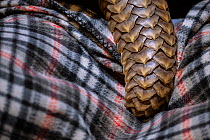 Tail of an orphaned adult Temminck&#39;s Ground Pangolin (Smutsia temminckii) during feeding at the Rhino Revolution rehab facility in Limpopo Province South Africa, showing the scales that make pango...