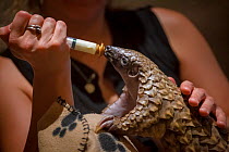 Temminck&#39;s ground pangolin (Smutsia temminckii) hand-fed with cat milk at the Rhino Revolution facility in South Africa. This pangolin was found abandoned after its mother was taken by poachers.