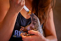 A young orphaned Temminck&#39;s ground pangolin (Smutsia temminckii) is hand-fed with cat milk at the Rhino Revolution facility in South Africa. This pangolin was found abandoned after its mother was...
