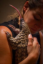Vet cradling a young orphaned Temminck's Ground Pangolin (Smutsia temminckii) during its rehabilitation at the Rhino Revolution facility in Limpopo Province, South Africa. This orphan was found abando...