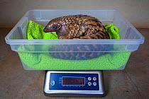 Orphaned Temminck&#39;s ground pangolin (Smutsia temminckii) is weighed to monitor its condition during rehabilitation at the Rhino Revolution facility in South Africa. This orphan was found abandoned...