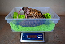 Orphaned Temminck&#39;s ground pangolin (Smutsia temminckii) is weighed to monitor its condition during rehabilitation at the Rhino Revolution facility in South Africa. This orphan was found abandoned...