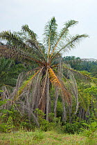 Poisoned palm tree (Arecaceae) as part of a replanting project, converting palm plantations back to natural forest. Cordinated by the Sumatran Orangutan Society. Sei Betung Site, Gunung Leuser Nationa...