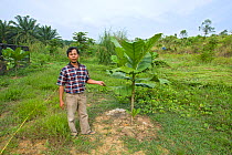 Ahmad Azhari (Coordinator for Conservation) with bira-bira tree (Terminalia sp.) At rainforest replanting site for habitat restoration for Sumatran orangutans. Sei Betung Site, Gunung Leuser National...