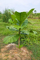 Bira-bira tree (Terminalia sp) at rainforest replanting site for habitat restoration for Sumatran orangutans, Sei Betung Site, Gunung Leuser National Park, Indonesia