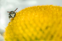 Hairy yellow faced bee( Hylaeus hyalinatus) male feeding on Ox-eye daisy (Leucanthemum vulgare), Monmouthshire, Wales, UK. June