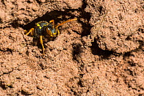 Painted nomad bee (Nomada fucata) female laying eggs in the nest burrow of Yellow legged mining bee (Andrena flavipes) larva kleptoparasitises pollen store of Andrena flavipes larve killing them, Rive...