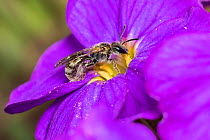 Smeathman&#39;s furrow bee (Lasioglossum smeathmanellum) tiny bee on Aubrieta flower, Monmouthshire, Wales, UK. March.