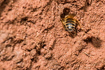 Yellow legged mining bee (Andrena flavipes) male outside nest burrow on riverbank, River Monnow, Monmouthshire, Wales, UK. April